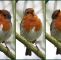 Vogelarten Im Garten Frisch Die 947 Besten Bilder Von Vögel