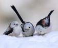 Vogelarten Im Garten Frisch Gheorghe Zamfir Birds Of Winter 1080p Hd