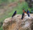 Vogelarten Im Garten Frisch Red Rumped Swallow Hirundo Daurica Hyperythra Endemic Bird