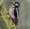 Vogelarten Im Garten Schön Great Spotted Woodpecker Dendrocopos Major