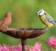 Vogeltränken Für Den Garten Das Beste Von Vogelfreundlicher Garten Nabu