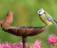 Vogeltränken Für Den Garten Das Beste Von Vogelfreundlicher Garten Nabu