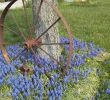 Wagenrad Deko Garten Genial Love My Old Rusty Wagon Wheels Worth My Grape Hyacynths