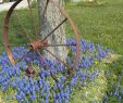 Wagenrad Deko Garten Genial Love My Old Rusty Wagon Wheels Worth My Grape Hyacynths