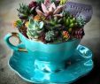 Wagenrad Deko Garten Inspirierend Succulents In A Tea Cup