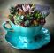 Wagenrad Deko Garten Inspirierend Succulents In A Tea Cup
