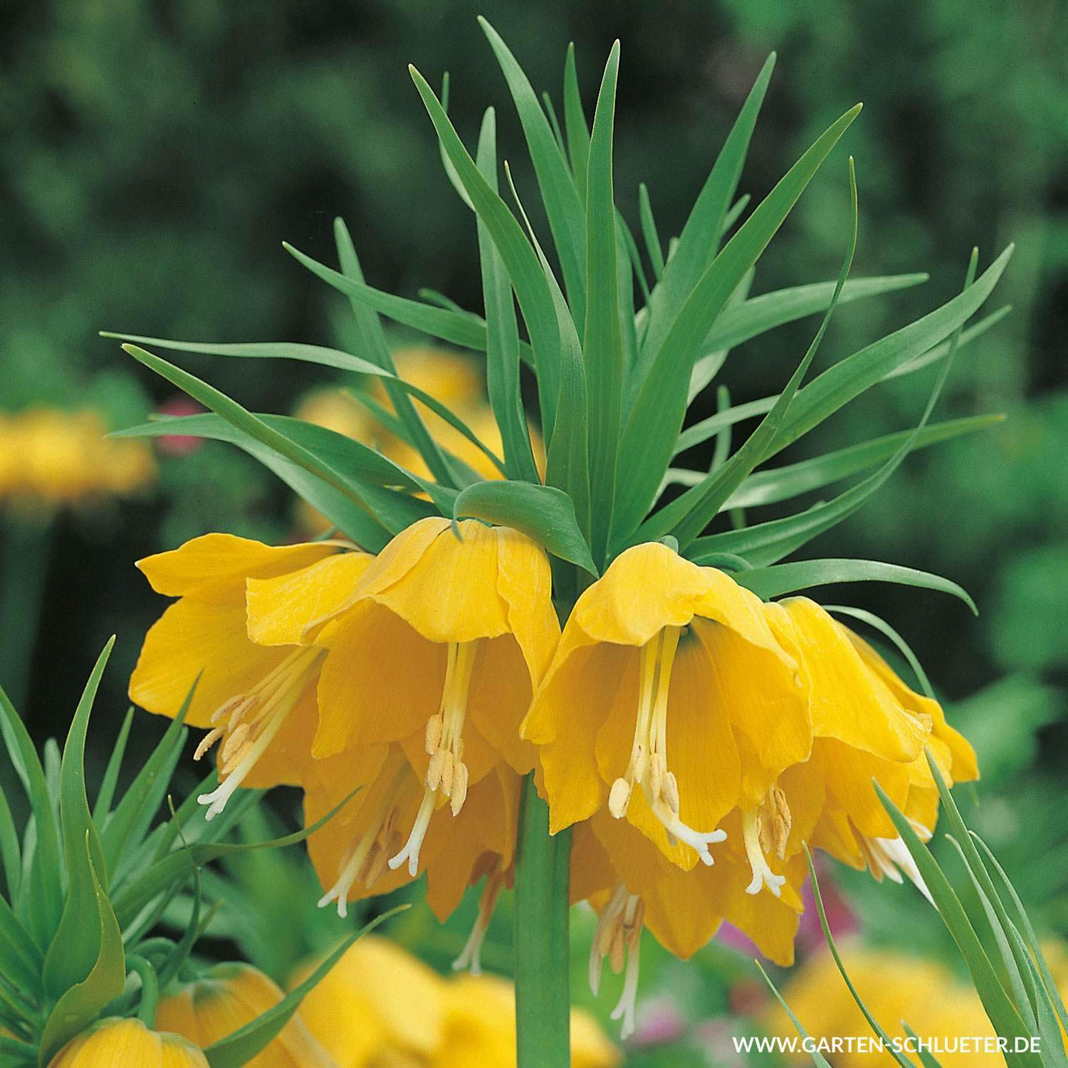 garten ringelblume das beste von kaiserkrone lutea gelb 1 stuck fritillaria imperialis lutea gelb of garten ringelblume