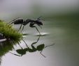 Was Hilft Gegen Ameisen Im Garten Das Beste Von Pin Auf Wallpaper