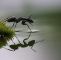 Was Hilft Gegen Ameisen Im Garten Das Beste Von Pin Auf Wallpaper