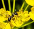 Was Hilft Gegen Ameisen Im Garten Einzigartig Gartenrat so Werden Sie Ameisen Los