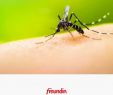 Was Hilft Gegen Ameisen Im Garten Inspirierend Die 84 Besten Bilder Von Pflanzen & Garten