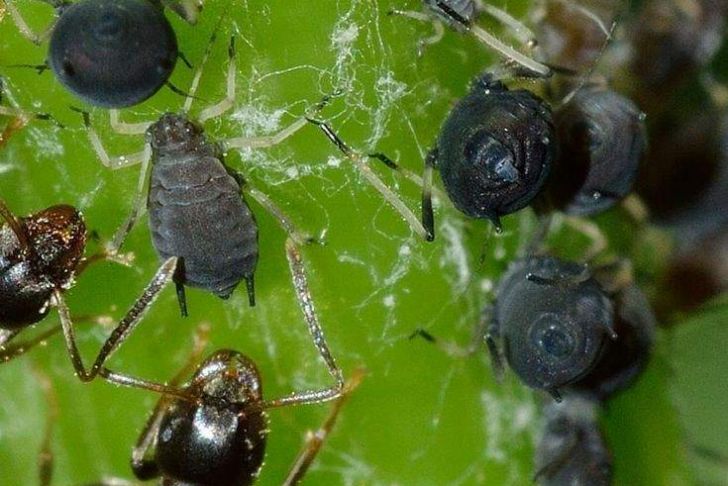 Was Hilft Gegen Ameisen Im Garten Neu Zimt Im Garten Zimt Als Pflanzenschutz Und Gegen Ameisen