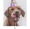 Was Tun Gegen Zecken Im Garten Das Beste Von 7 Leckere Diy Geburtstagskuchen Für Deinen Hund
