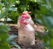 Wasserverbrauch Garten Reizend Gemüsepflanzen Vor Taubenfraß Schützen
