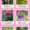 Weihenstephan Garten Einzigartig Die 552 Besten Bilder Von Pflanzenfakten