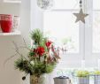 Weihnachtsdeko Garten Luxus Kleine Amaryllis Für Weihnachtsdeko In Der Küche