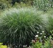 Weinreben Im Garten Frisch Feinhalm Chinaschilf Gracillimus Miscanthus Sinensis