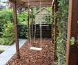 Weinreben Im Garten Inspirierend Small Backyard Kids Friendly Schöne Weinrebe Ideen Zum Der