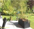 Weinreben Im Garten Luxus Sichtschutz Zum Bepflanzen — Temobardz Home Blog