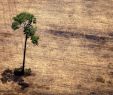 Welcher Baum Passt In Meinen Garten Das Beste Von Am Amazonas Wächst Der Widerstand Gegen Präsident Bolsonaro