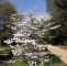 Welcher Baum Passt In Meinen Garten Luxus Amerikanischer Blumen Hartriegel Cornus Florida
