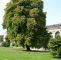 Welcher Baum Passt In Meinen Garten Reizend Baum Hasel • Corylus Colurna