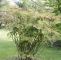 Welcher Baum Passt In Meinen Garten Reizend Heiliger Bambus Faszinierendes Farbspektakel