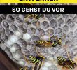 Wespennest Im Garten Luxus Die 7 Besten Bilder Von Wespen Vertreiben