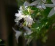 Wildbienen Im Garten Das Beste Von Auch Hummeln Besuchen Weiße Hängepolster Glockenblume