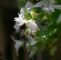 Wildbienen Im Garten Das Beste Von Auch Hummeln Besuchen Weiße Hängepolster Glockenblume
