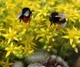 Wildbienen Im Garten Das Beste Von Bezirksverband Der Gartenfreunde Schwäbisch Hall E V