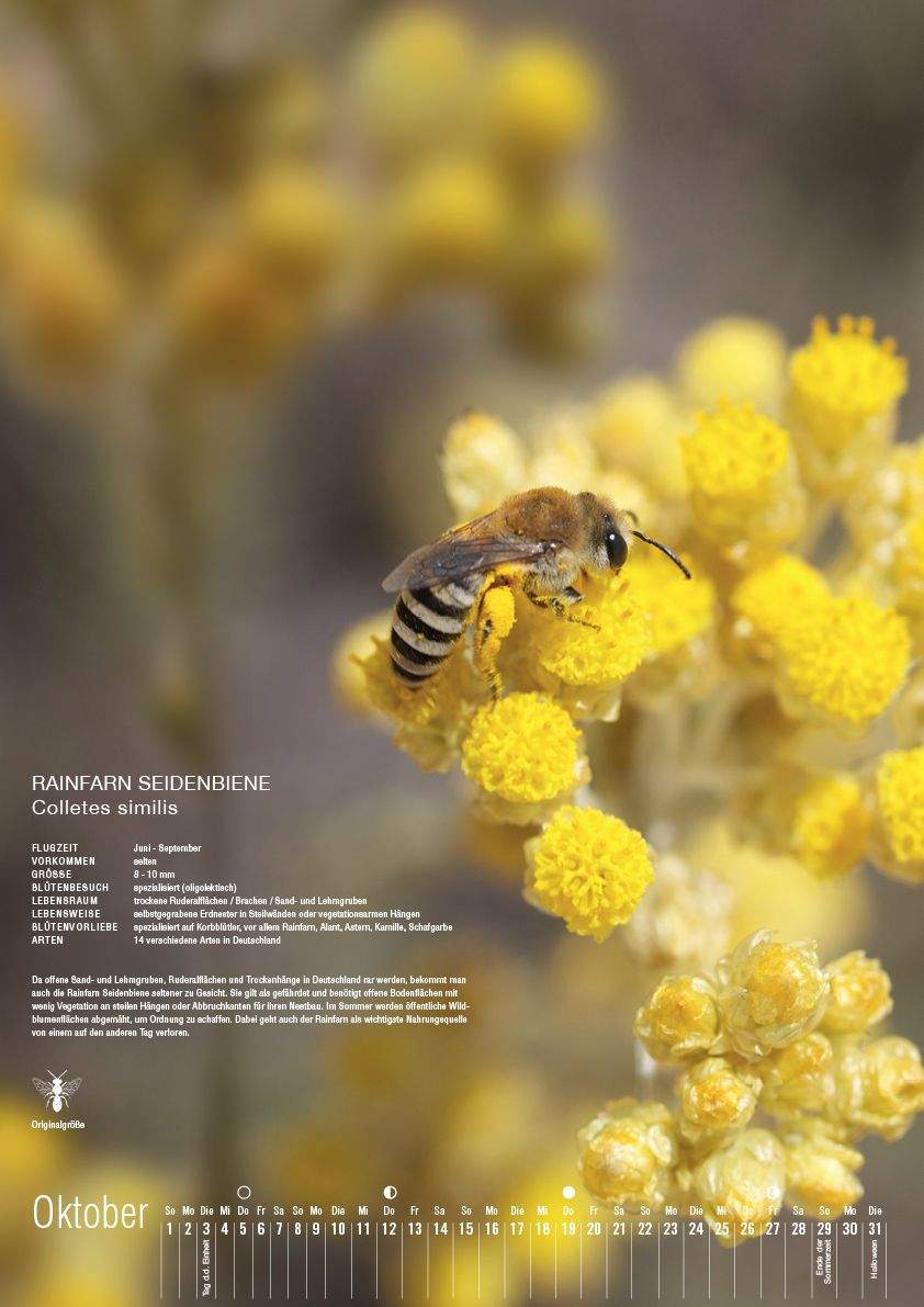 Wildbienen Im Garten Elegant Kalender I Wildbienen Garten Webseite