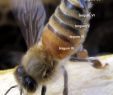 Wildbienen Im Garten Frisch Honey Bee Worker Showing Nasanov Gland