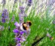 Wildbienen Im Garten Inspirierend ððº Hummel Natur Hummelsport Natur Insekten Garten