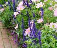 Wildblumen Im Garten Einzigartig Best Diy Cottage Garden Ideas From Pinterest 26