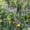 Wildblumen Im Garten Frisch Saatgut Für Blühstreifen Wird Kostenlos Abgegeben