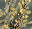 Winter Garten Das Beste Von Chinesische Winterblüte Chimonanthus Praecox