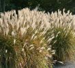 Ziergräser Für Den Garten Schön Die 10 Imposantesten Gräser Im Garten Garten Diybook