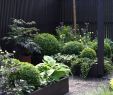 Zierkies Garten Elegant Gabionen Gartengestaltung Bilder — Temobardz Home Blog