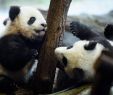 Zoologischer Garten Berlin Preise Luxus Panda Zwillinge Verzücken Den Berliner Zoo "sie Sind Einfach Zu Putzig"