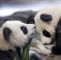 Zoologischer Garten Berlin Schön Berlin Zoo S Panda Twins Take their 1st Public Tumbles