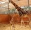 Zoologischer Garten Frankfurt Luxus Erneute Giraffengeburt Im Opel Zoo Frizz Frankfurt
