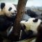 Zoologischer Garten Hamburg Schön Panda Zwillinge Verzücken Den Berliner Zoo "sie Sind Einfach Zu Putzig"