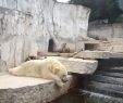 Zoologischer Garten Karlsruhe Luxus Datei Polar Bear at Karlsruhe Zoo –