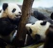 Zoologischer Garten Leipzig Genial Panda Zwillinge Verzücken Den Berliner Zoo "sie Sind Einfach Zu Putzig"