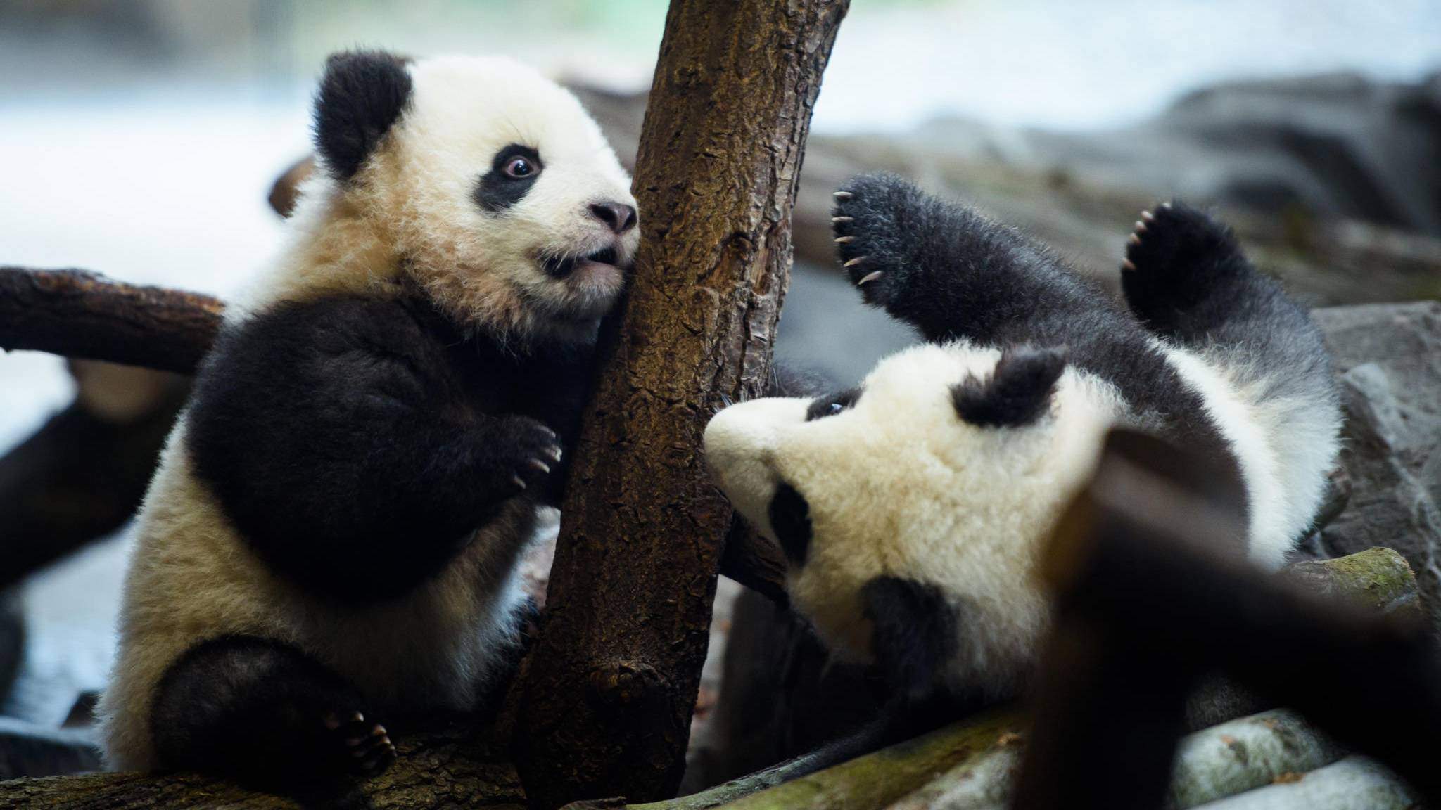 panda zwillinge